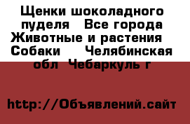 Щенки шоколадного пуделя - Все города Животные и растения » Собаки   . Челябинская обл.,Чебаркуль г.